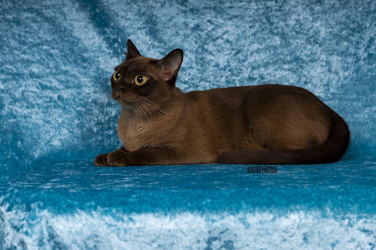 JAZZY ZAZZ, a Adoptable Burmese in Cincinnati, OH image 5/5