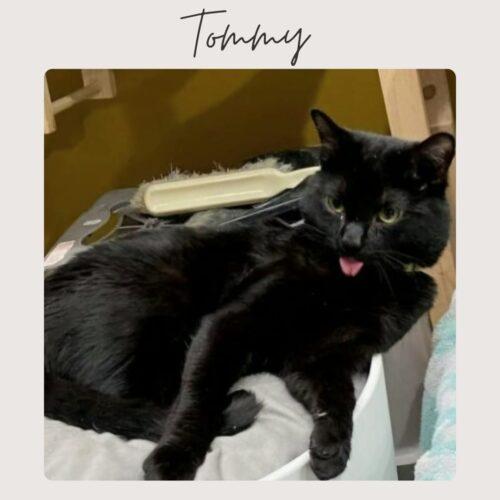 TOMMY, Adoptable, Adult Male Domestic Short Hair.