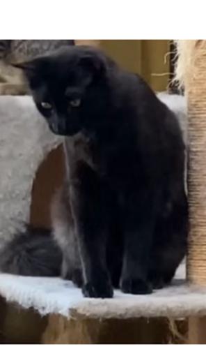 Enlarge TOMMY, a Adoptable Domestic Short Hair in San Juan Capistrano, CA image 1/2