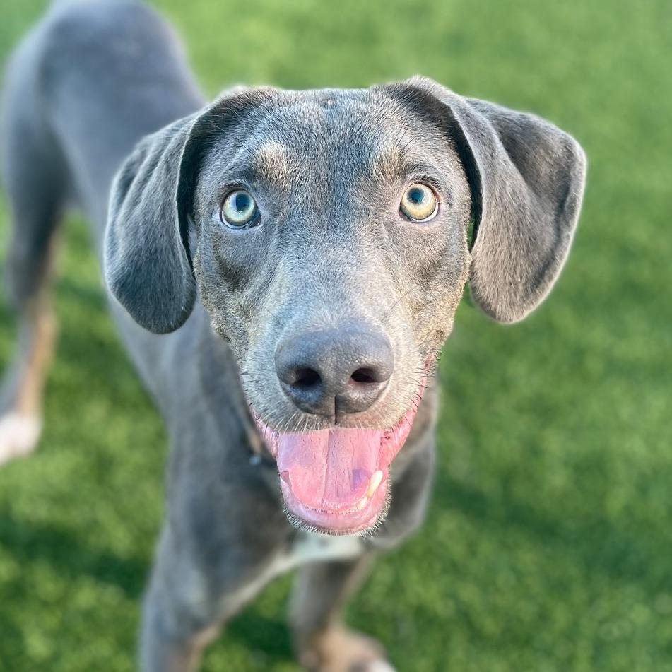 Brian, Adoptable, Adult Male Mixed Breed.