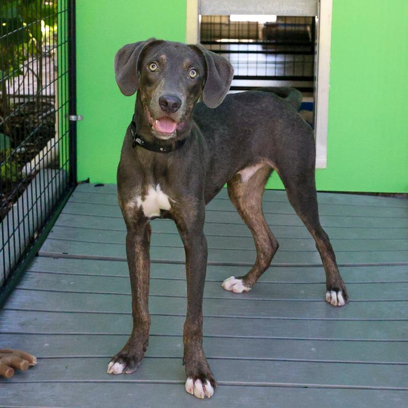 Enlarge Brian, a Adoptable Mixed Breed in Bradenton, FL image 2/4