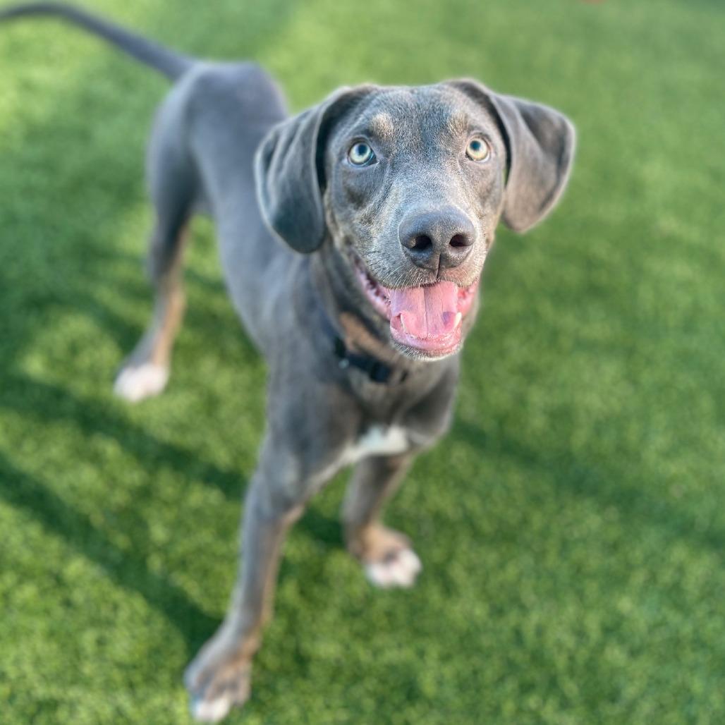 Enlarge Brian, a Adoptable Mixed Breed in Bradenton, FL image 3/4