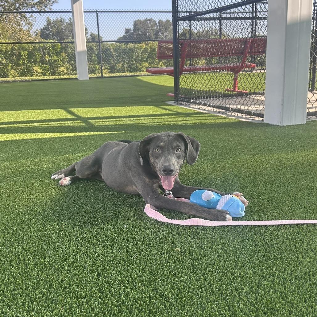 Enlarge Brian, a Adoptable Mixed Breed in Bradenton, FL image 4/4