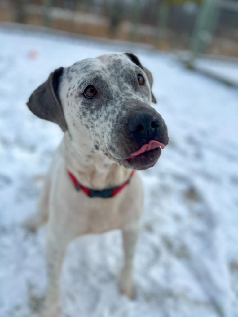 Enlarge Malaysia, a Adoptable Staffordshire Bull Terrier in Hudson, NY image 3/5