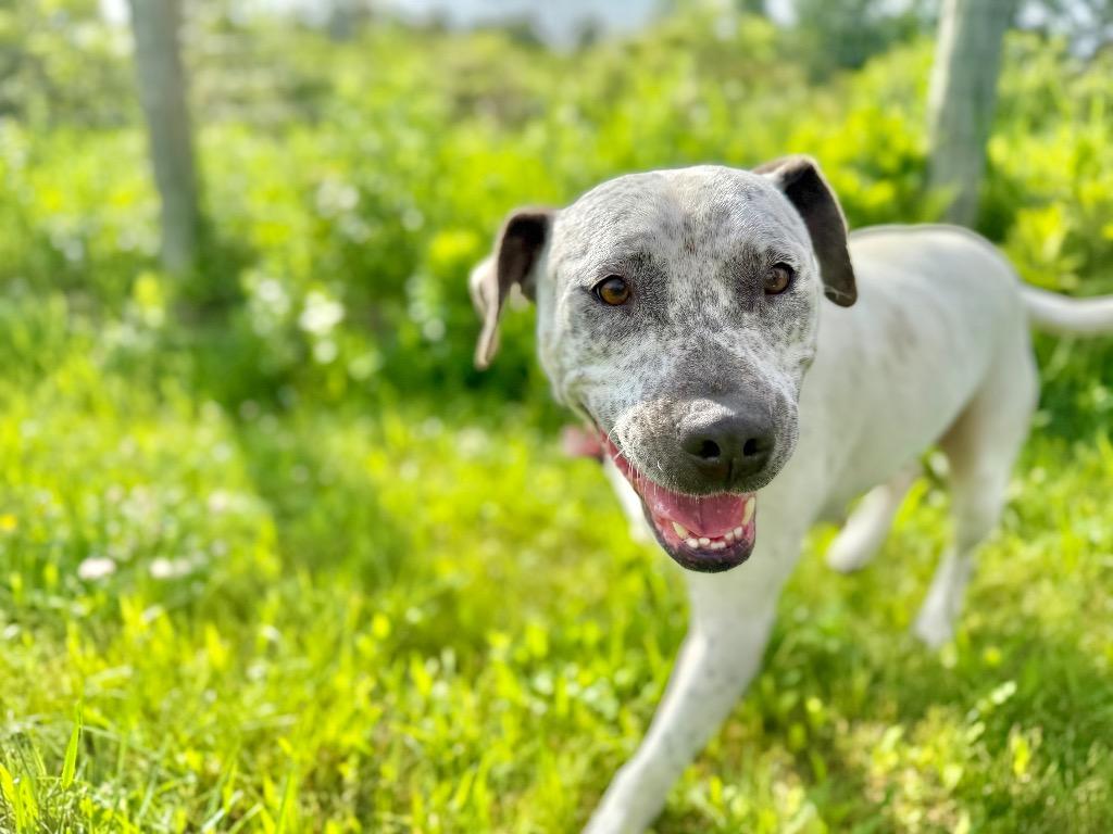 Enlarge Malaysia, a Adoptable Staffordshire Bull Terrier in Hudson, NY image 4/5