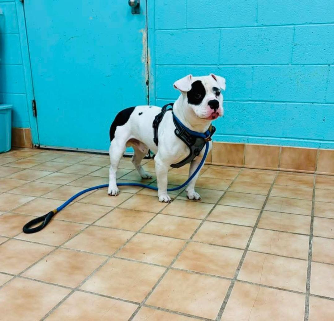Enlarge Tyson, a Adoptable American Staffordshire Terrier in merrillville, IN image 2/4