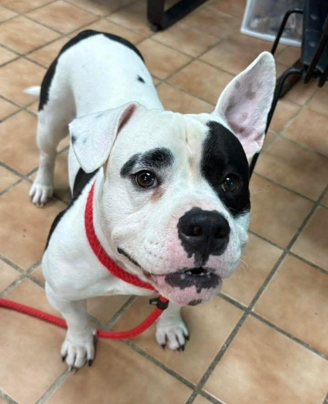 Enlarge Tyson, a Adoptable American Staffordshire Terrier in merrillville, IN image 3/4