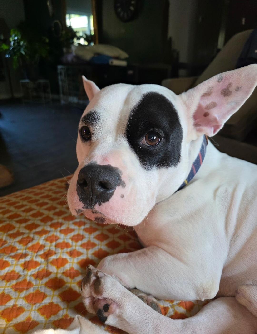 Enlarge Tyson, a Adoptable American Staffordshire Terrier in merrillville, IN image 4/4
