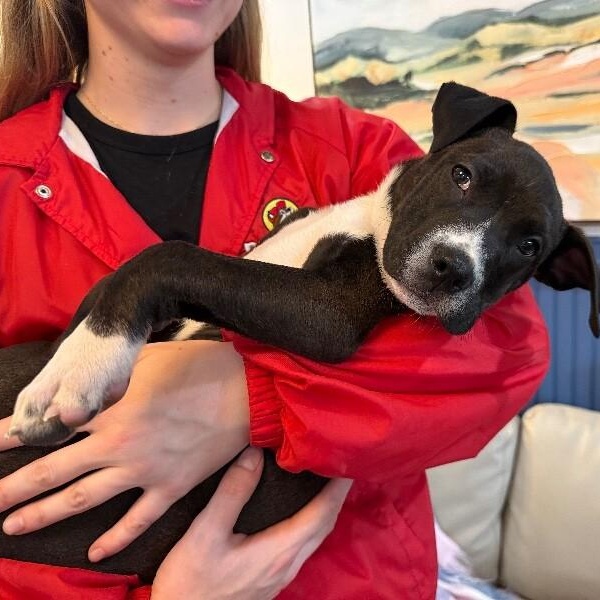 Toffee Butterscotch Bean — thumbnail 2