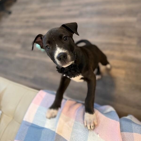 Toffee Butterscotch Bean — thumbnail 4