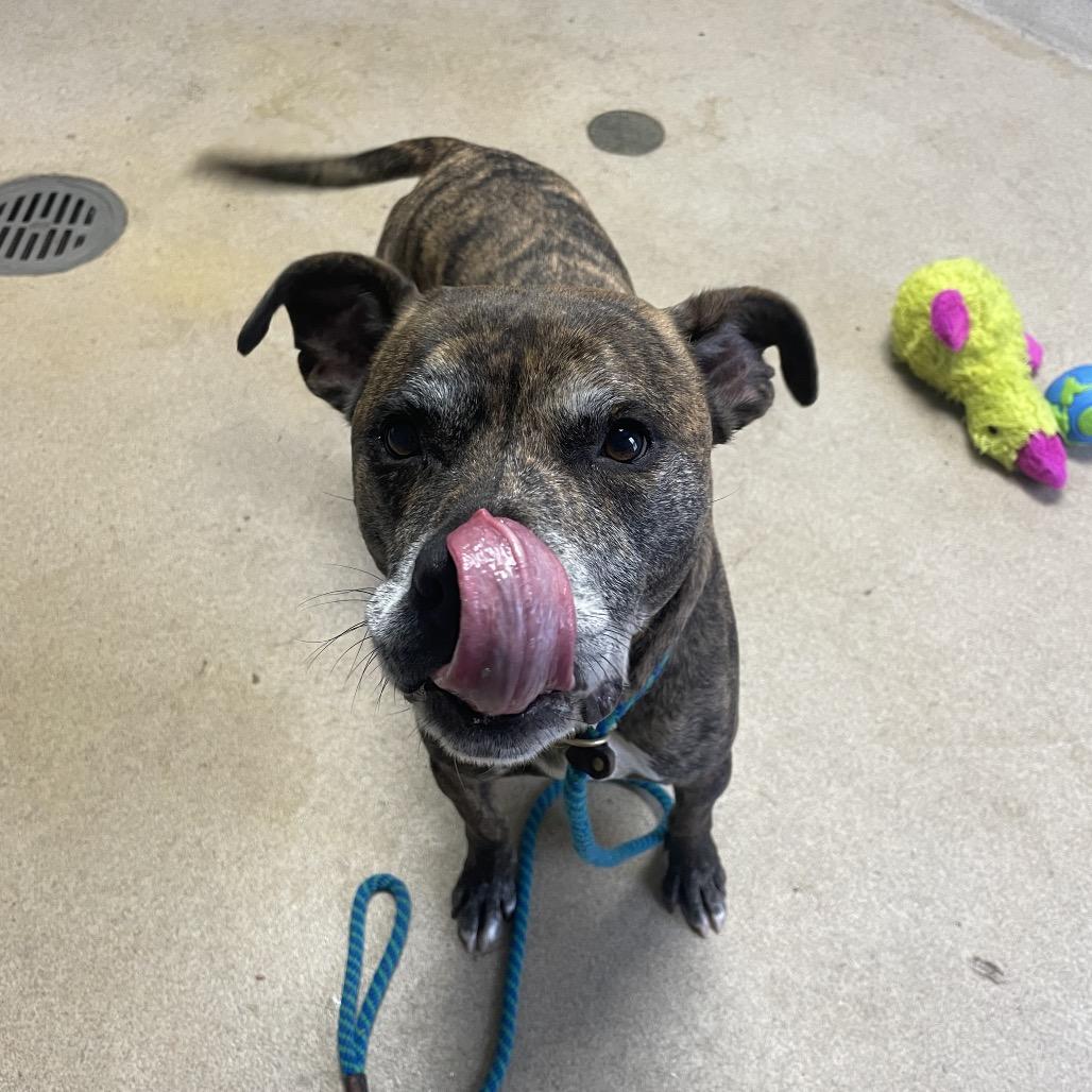 Laredo, Adoptable, Adult Male Mixed Breed.