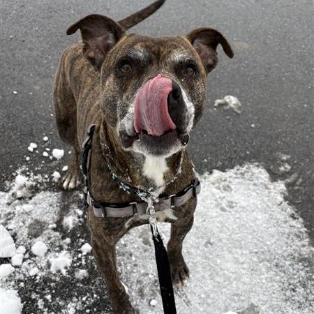 Laredo, a Adoptable Mixed Breed in South Burlington, VT image 2/6