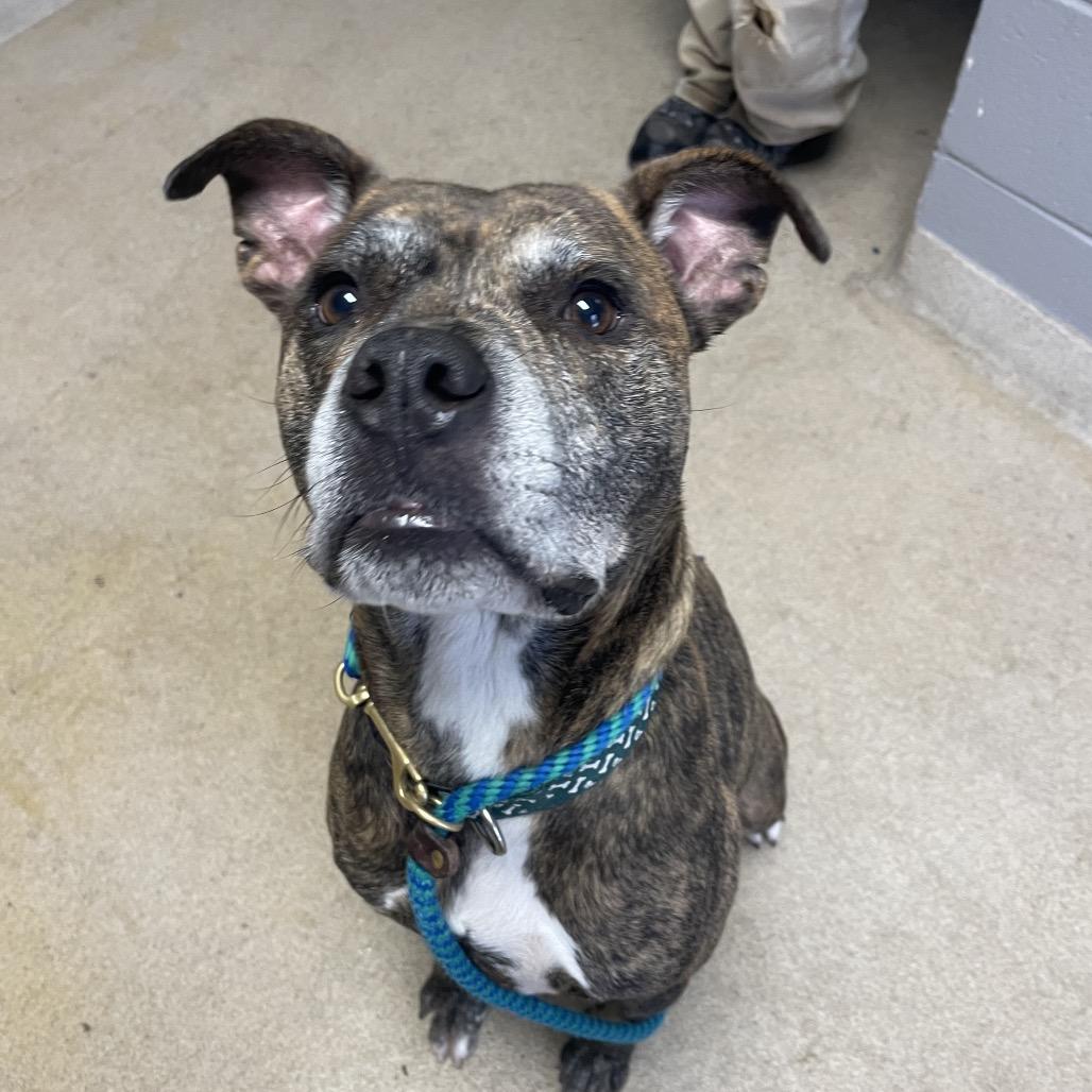 Laredo, a Adoptable Mixed Breed in South Burlington, VT image 4/6