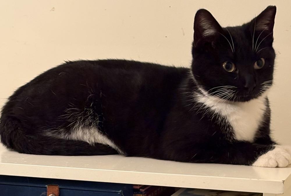 Enlarge Tyler, a Adoptable mixed breed in Vienna , VA image 1/2