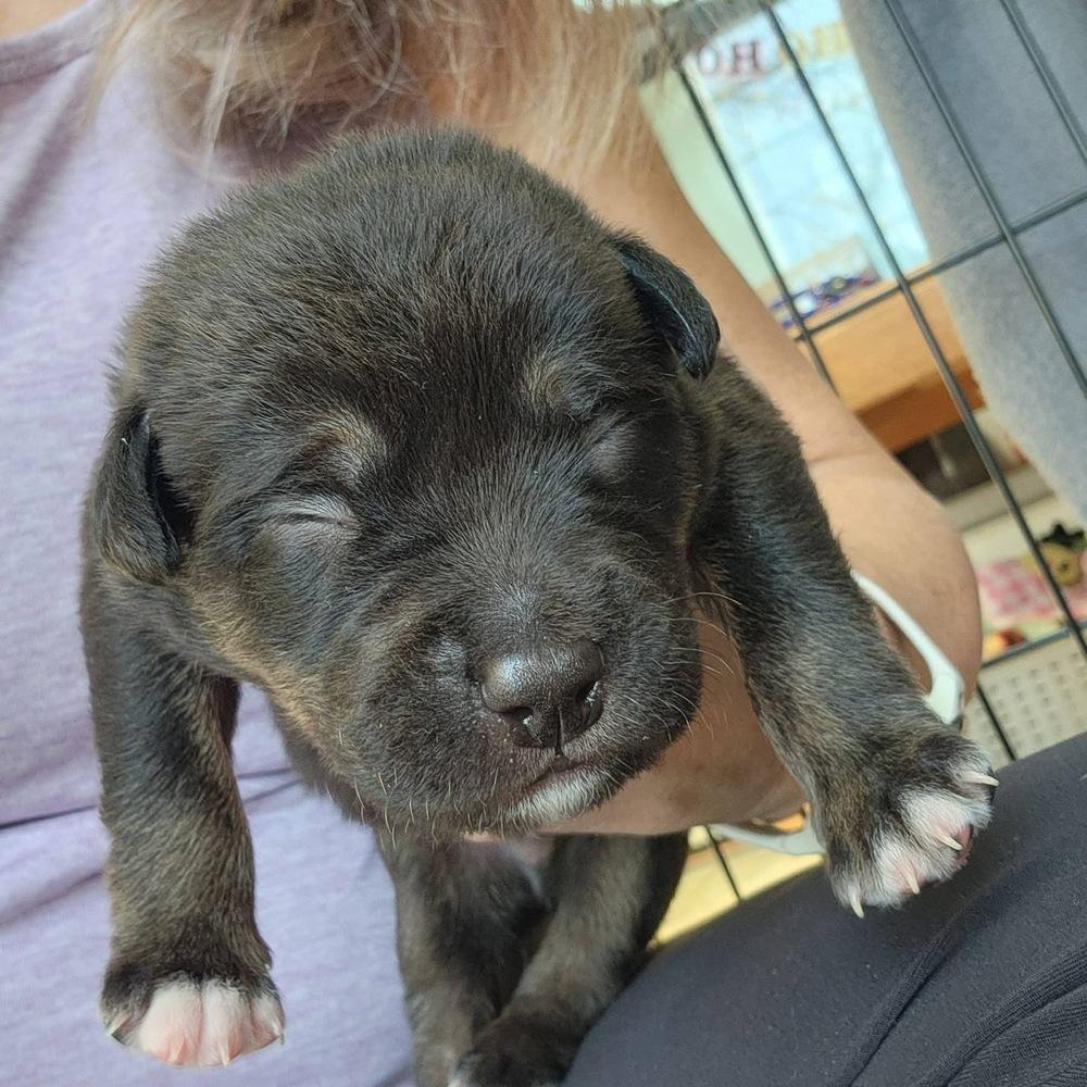 25-116 Fettuccine, Adoptable, Puppy Male Australian Cattle Dog / Blue Heeler & Mixed Breed.