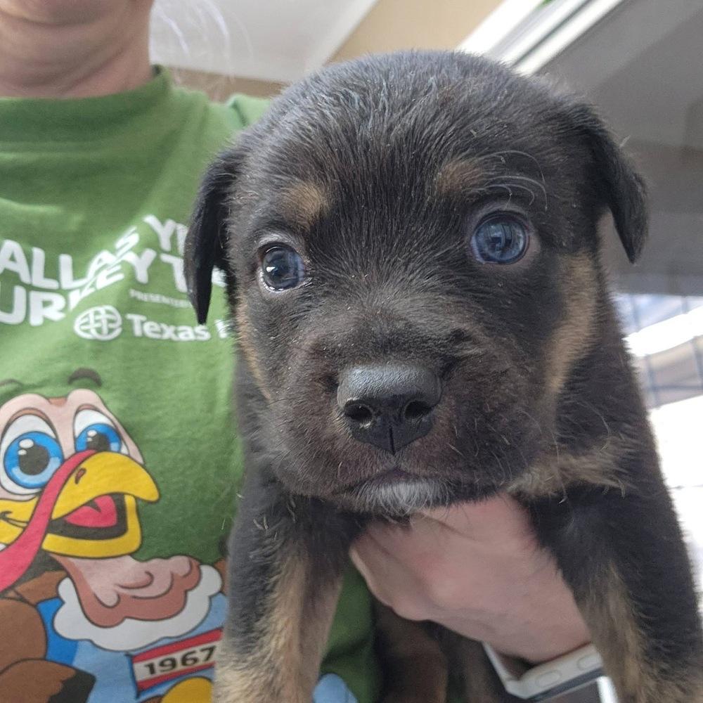 25-116 Fettuccine, a Adoptable mixed breed in Richardson, TX image 2/4