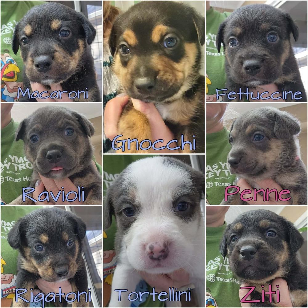 25-116 Fettuccine, a Adoptable mixed breed in Richardson, TX image 3/4