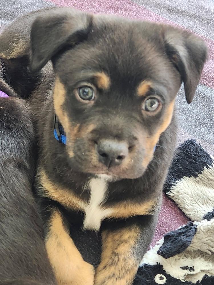 25-116 Fettuccine, a Adoptable mixed breed in Richardson, TX image 4/4