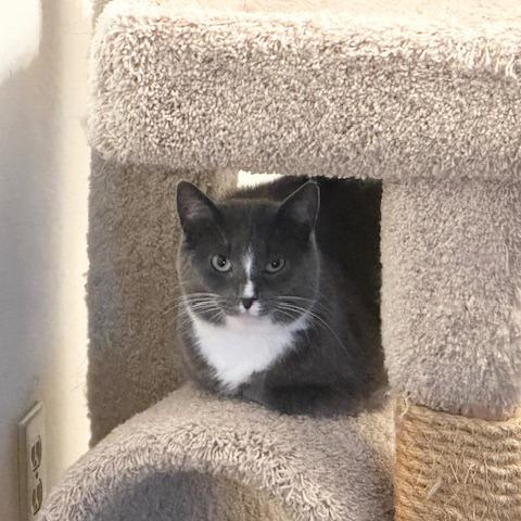 Enlarge Juniper, a Adoptable Domestic Short Hair in Green Bay, WI image 1/3