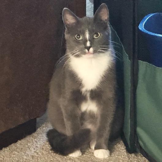 Enlarge Juniper, a Adoptable Domestic Short Hair in Green Bay, WI image 2/3