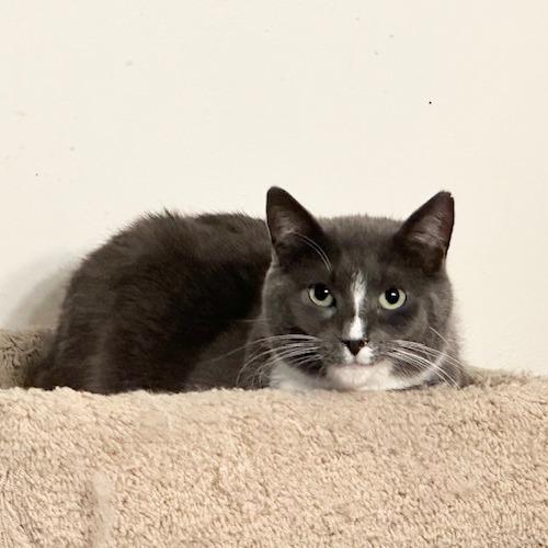 Enlarge Juniper, a Adoptable Domestic Short Hair in Green Bay, WI image 3/3