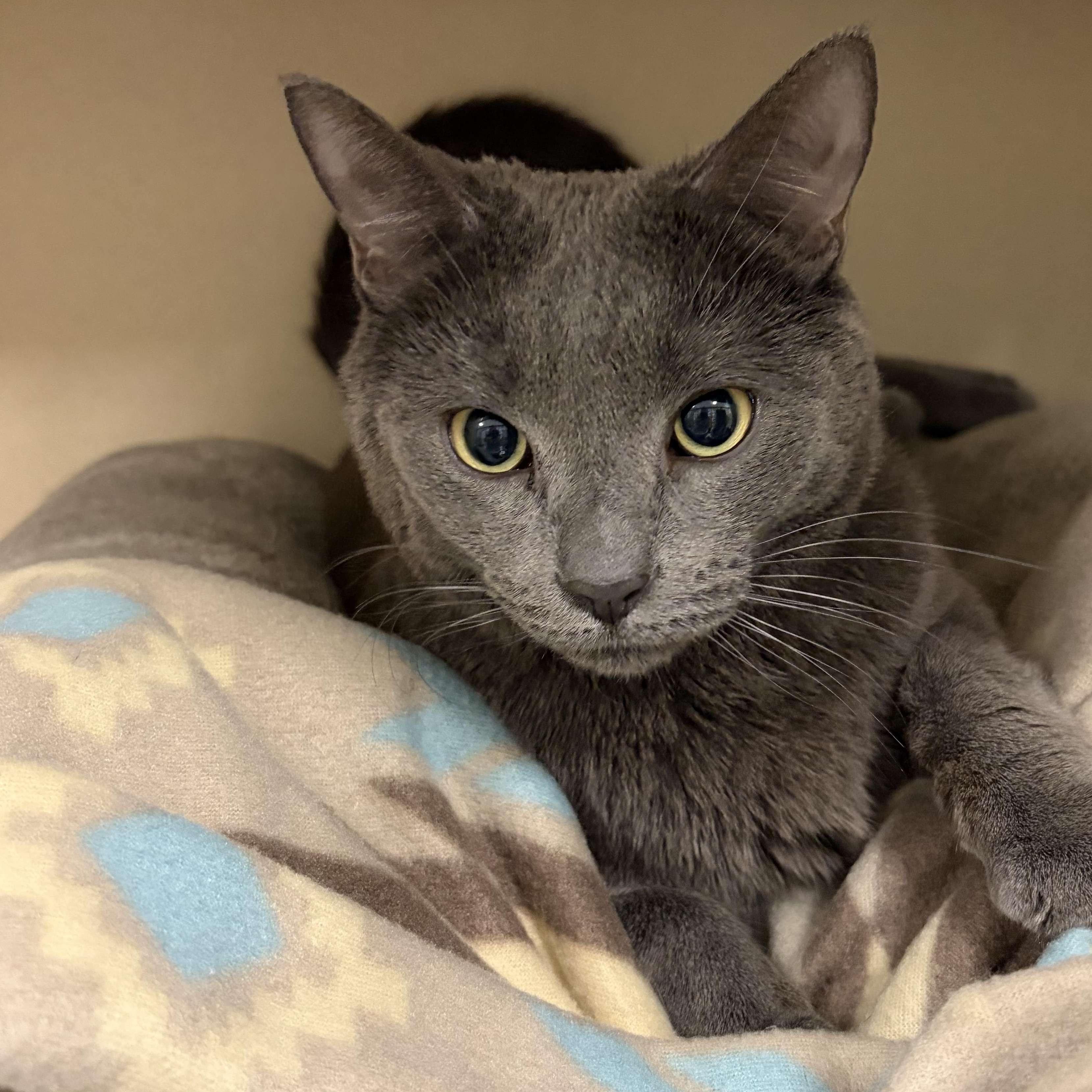 Enlarge ARTI, a ADOPTABLE Domestic Short Hair in Gardner, MA image 1/1