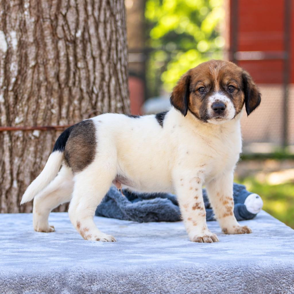 Enlarge Ziggy, a Adoptable mixed breed in Rocky Hill, CT image 2/6