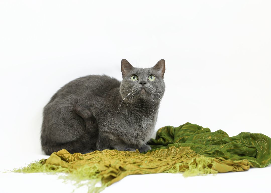 SOOT, a Adoptable mixed breed in Homewood, AL image 1/5