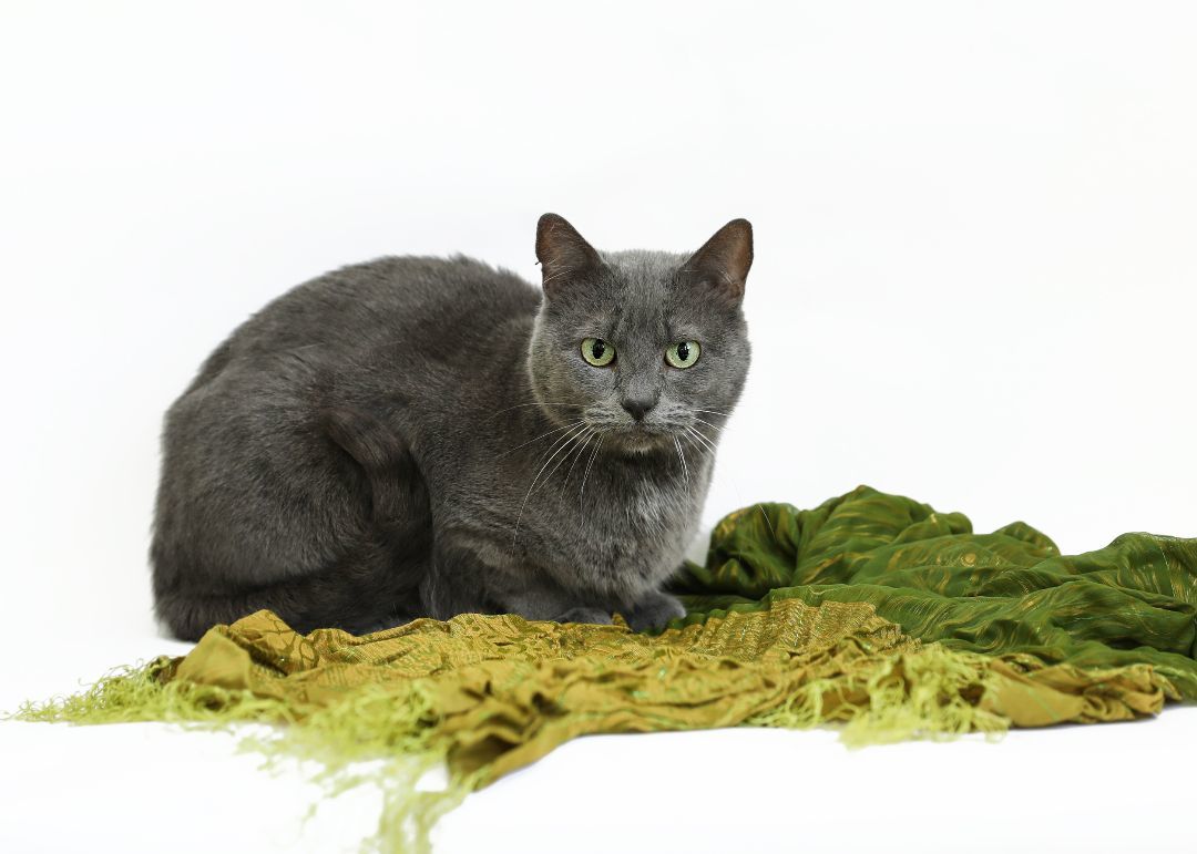 SOOT, a Adoptable mixed breed in Homewood, AL image 2/5