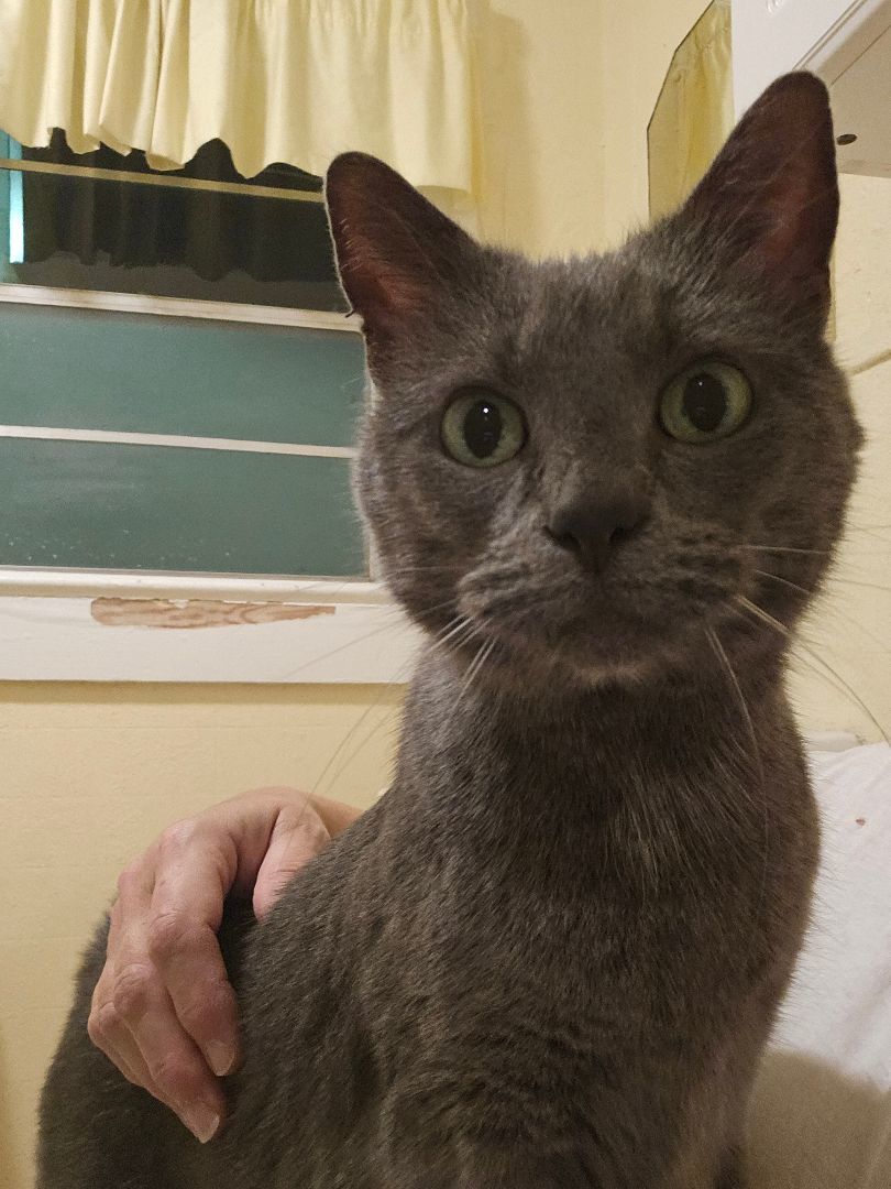 SOOT, a Adoptable mixed breed in Homewood, AL image 3/5