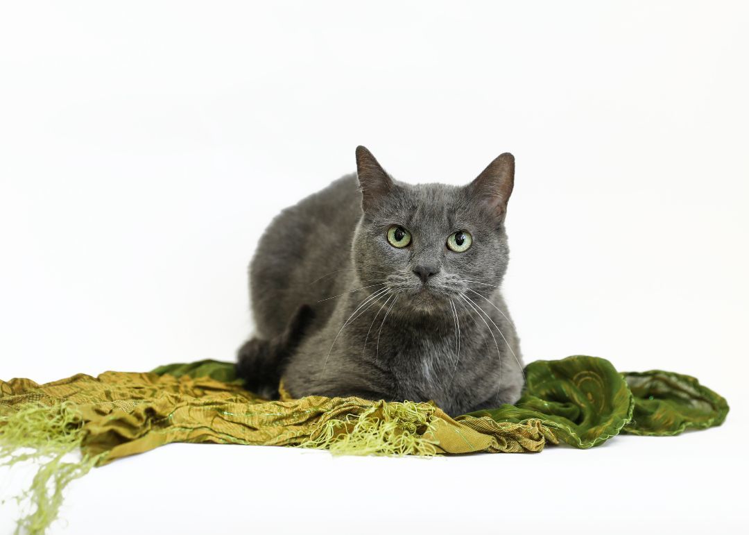 SOOT, a Adoptable mixed breed in Homewood, AL image 4/5