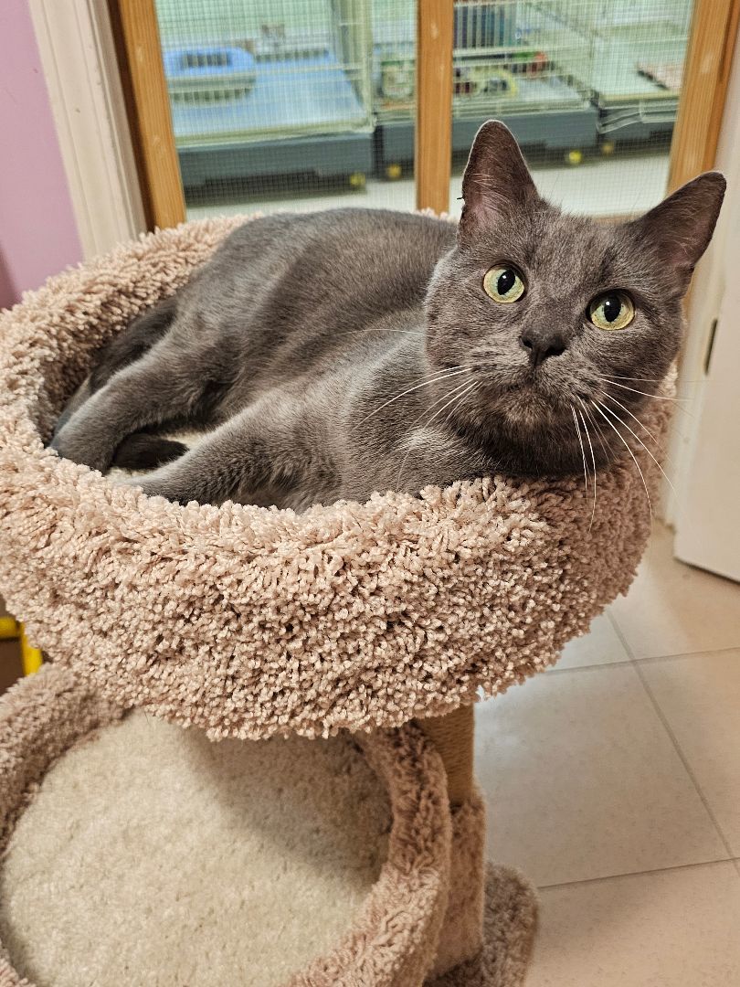 SOOT, a Adoptable mixed breed in Homewood, AL image 5/5