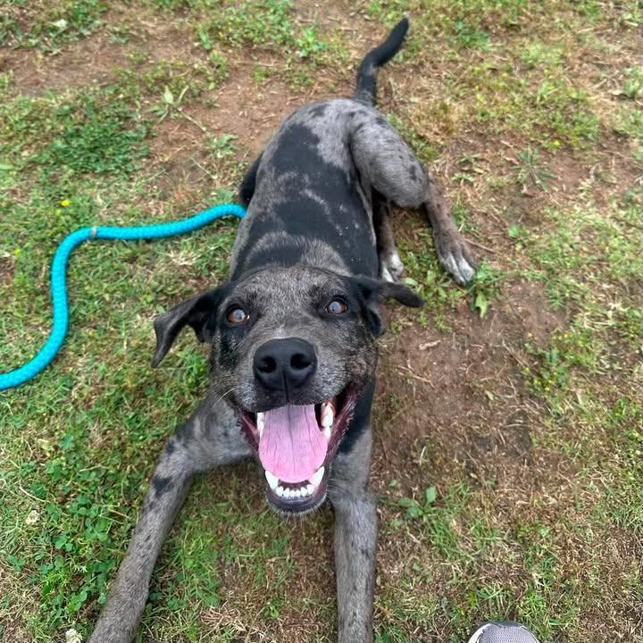Dapple, Adoptable, Puppy Male Catahoula Leopard Dog.