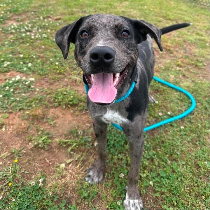 Dapple, a Adoptable Catahoula Leopard Dog in Springdale, AR image 2/6