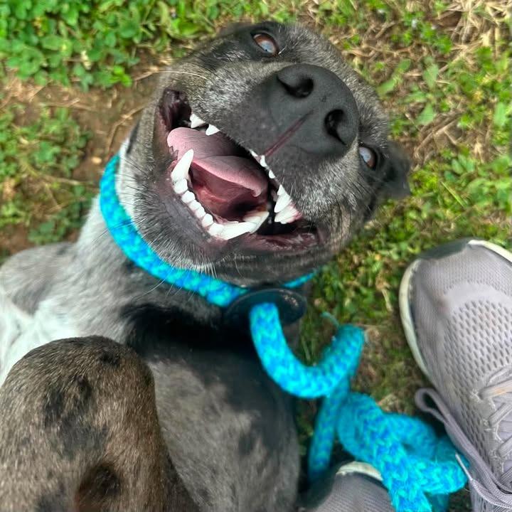 Dapple, a Adoptable Catahoula Leopard Dog in Springdale, AR image 3/6