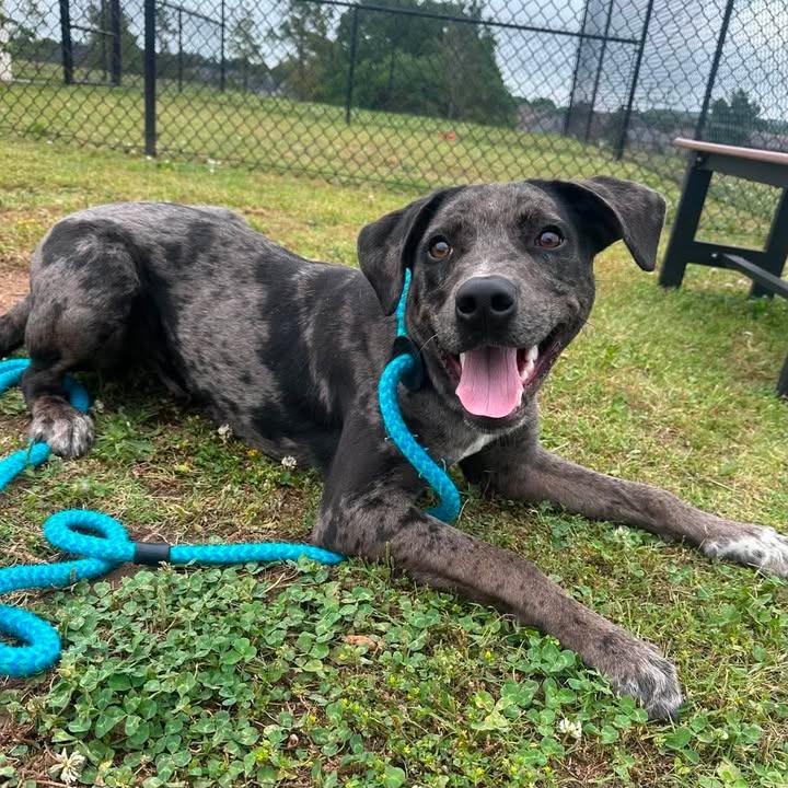 Dapple, a Adoptable Catahoula Leopard Dog in Springdale, AR image 4/6