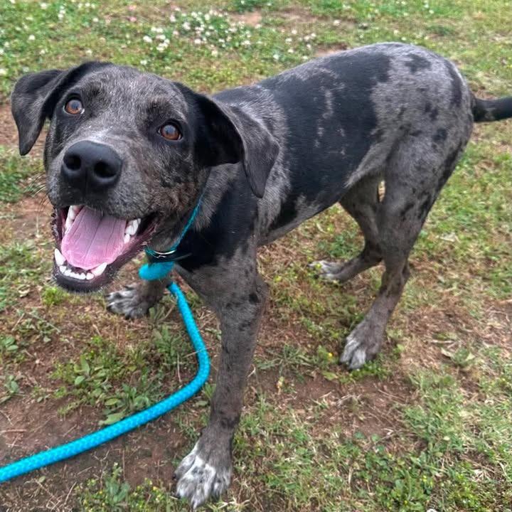 Dapple, a Adoptable Catahoula Leopard Dog in Springdale, AR image 5/6