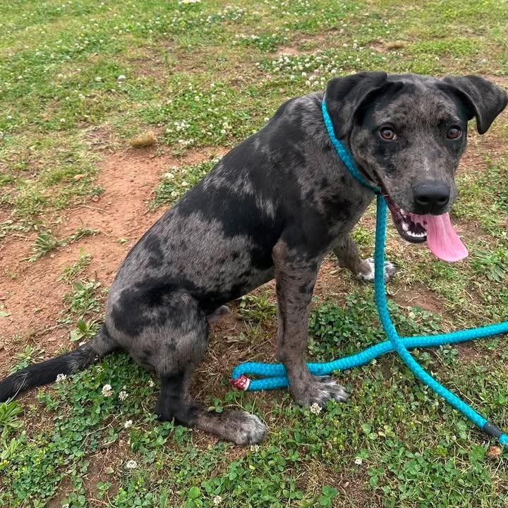Dapple, a Adoptable Catahoula Leopard Dog in Springdale, AR image 6/6