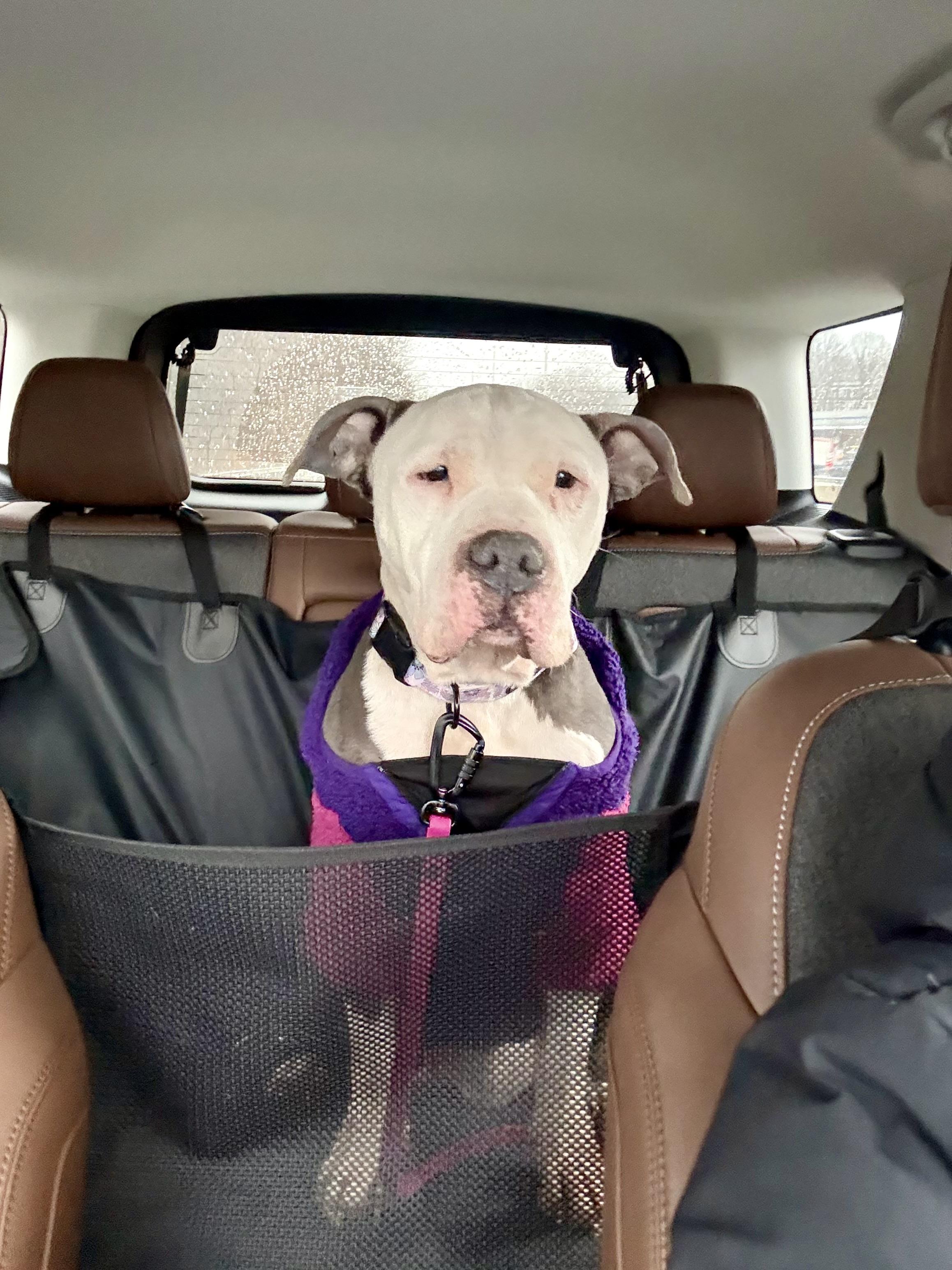Enlarge Skylar, a ADOPTABLE mixed breed in Stamford, CT image 5/6