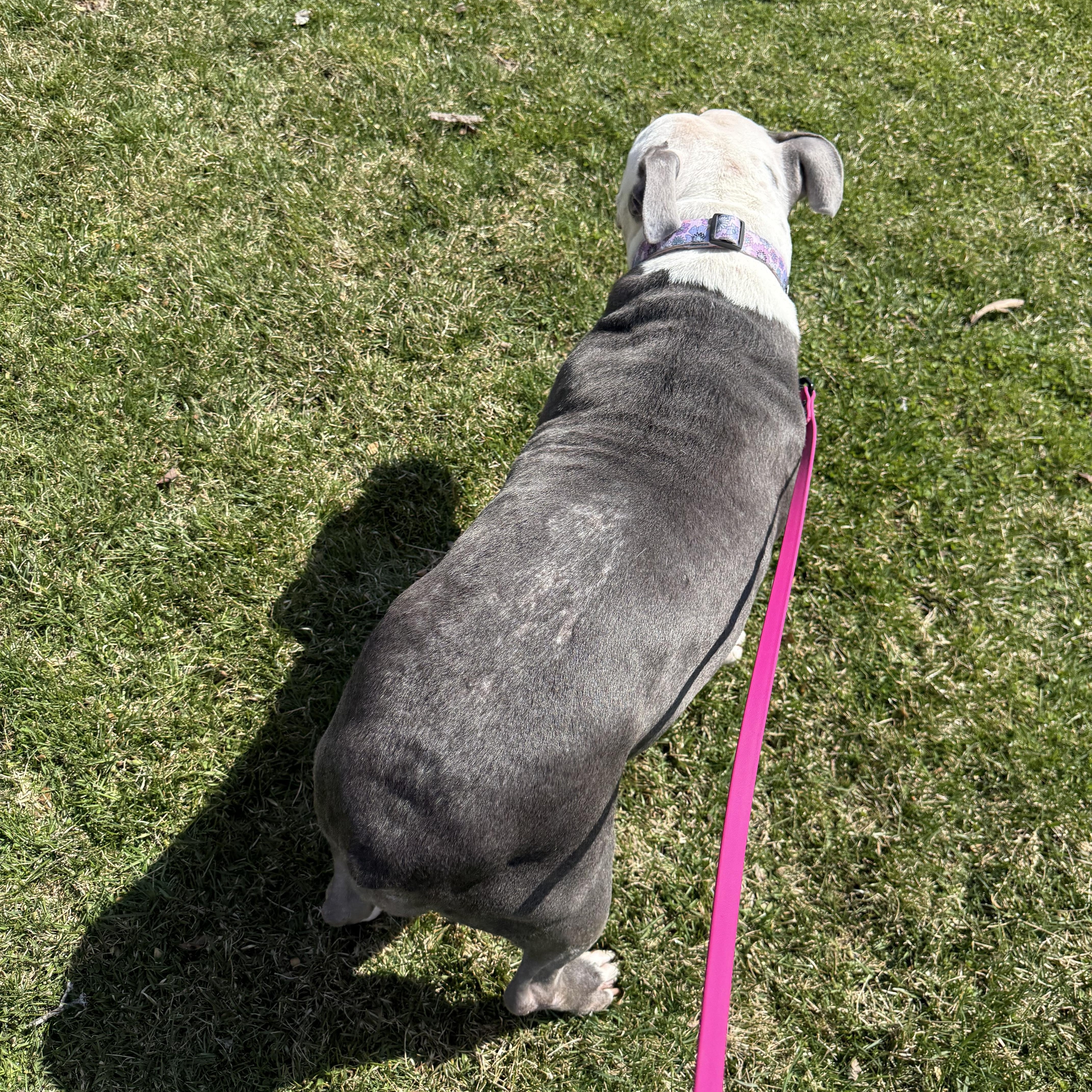Enlarge Skylar, a ADOPTABLE mixed breed in Stamford, CT image 6/6