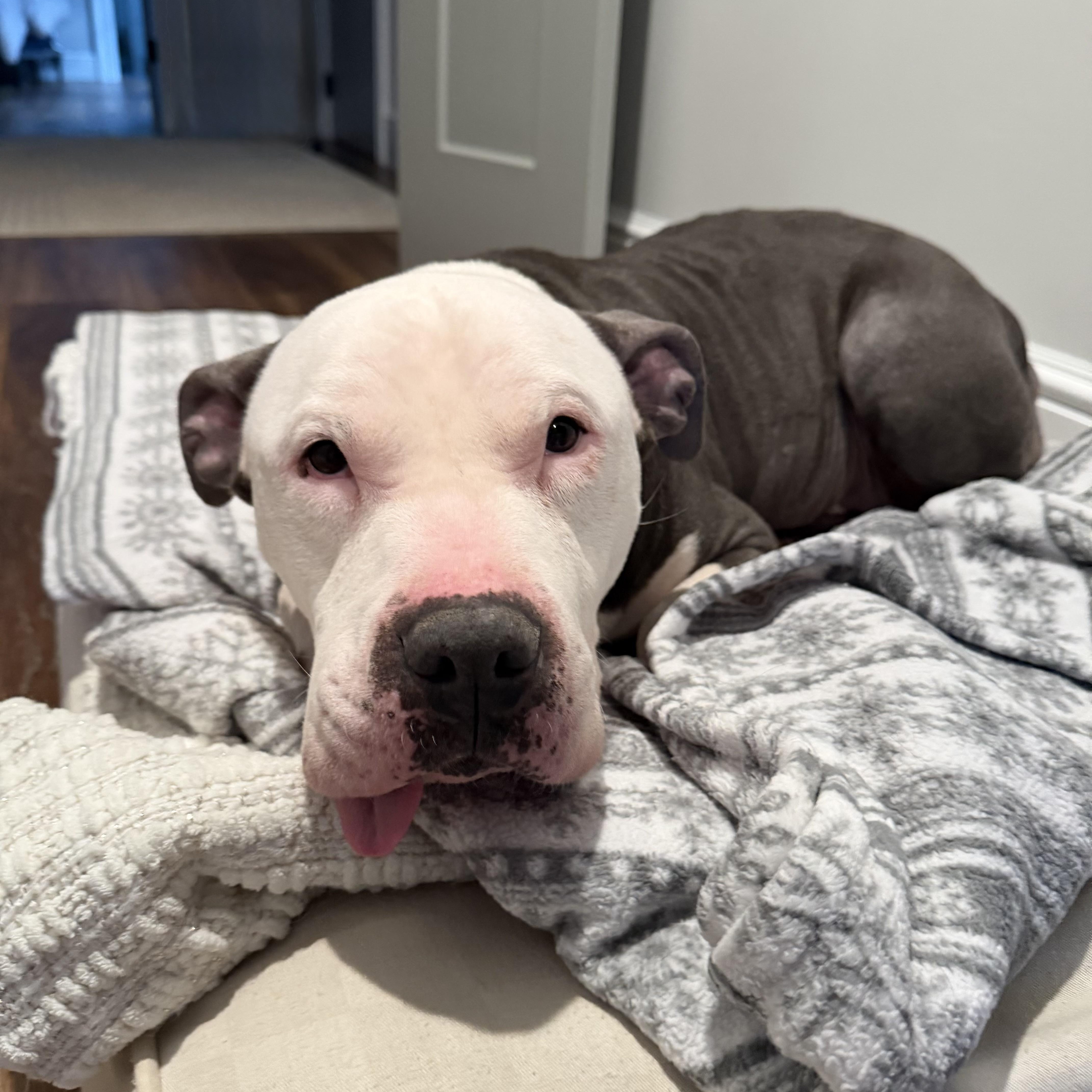 Skylar, an adoptable mixed breed in Stamford, CT image 3/6