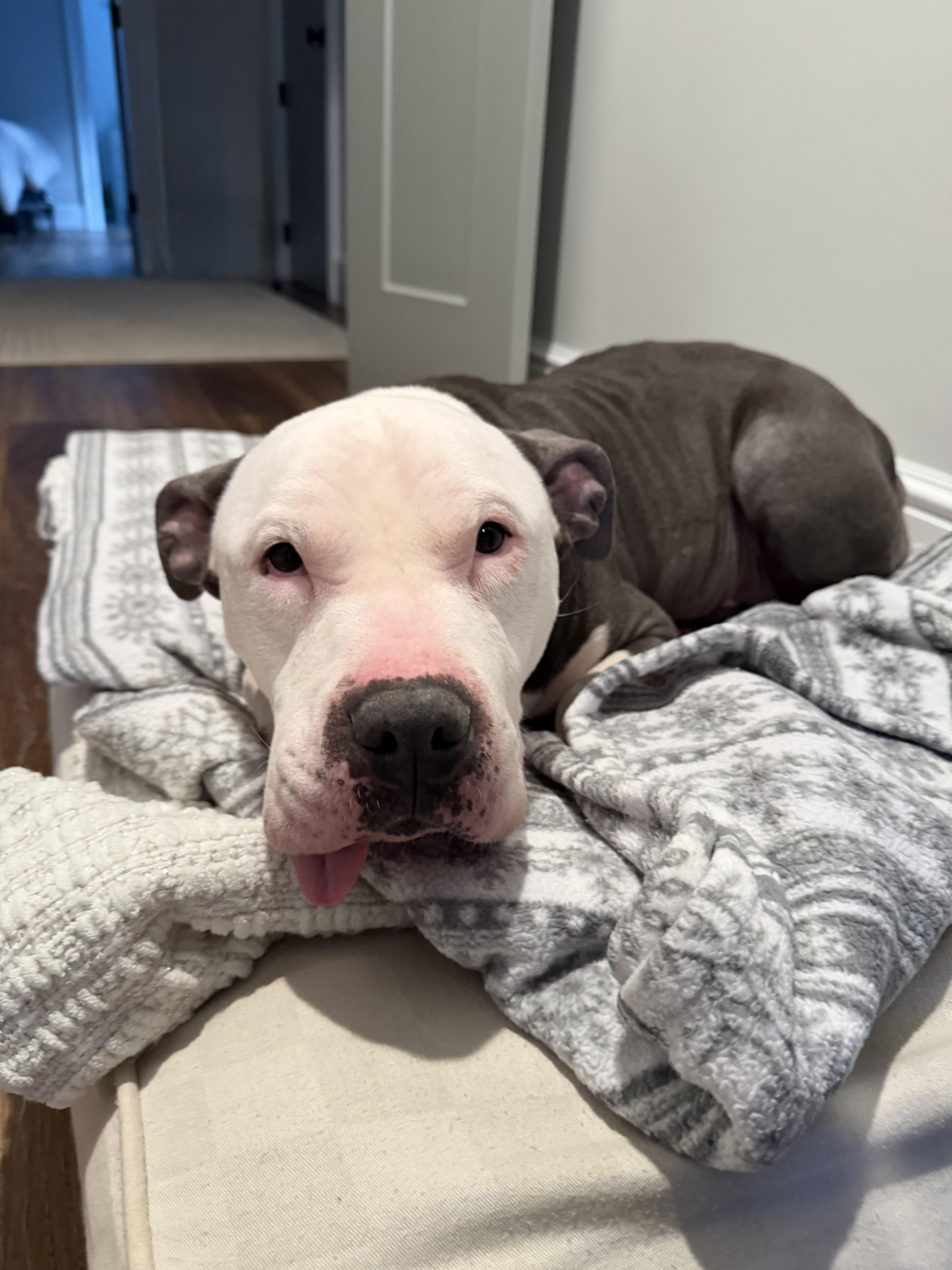 Enlarge Skylar, a ADOPTABLE mixed breed in Stamford, CT image 2/6