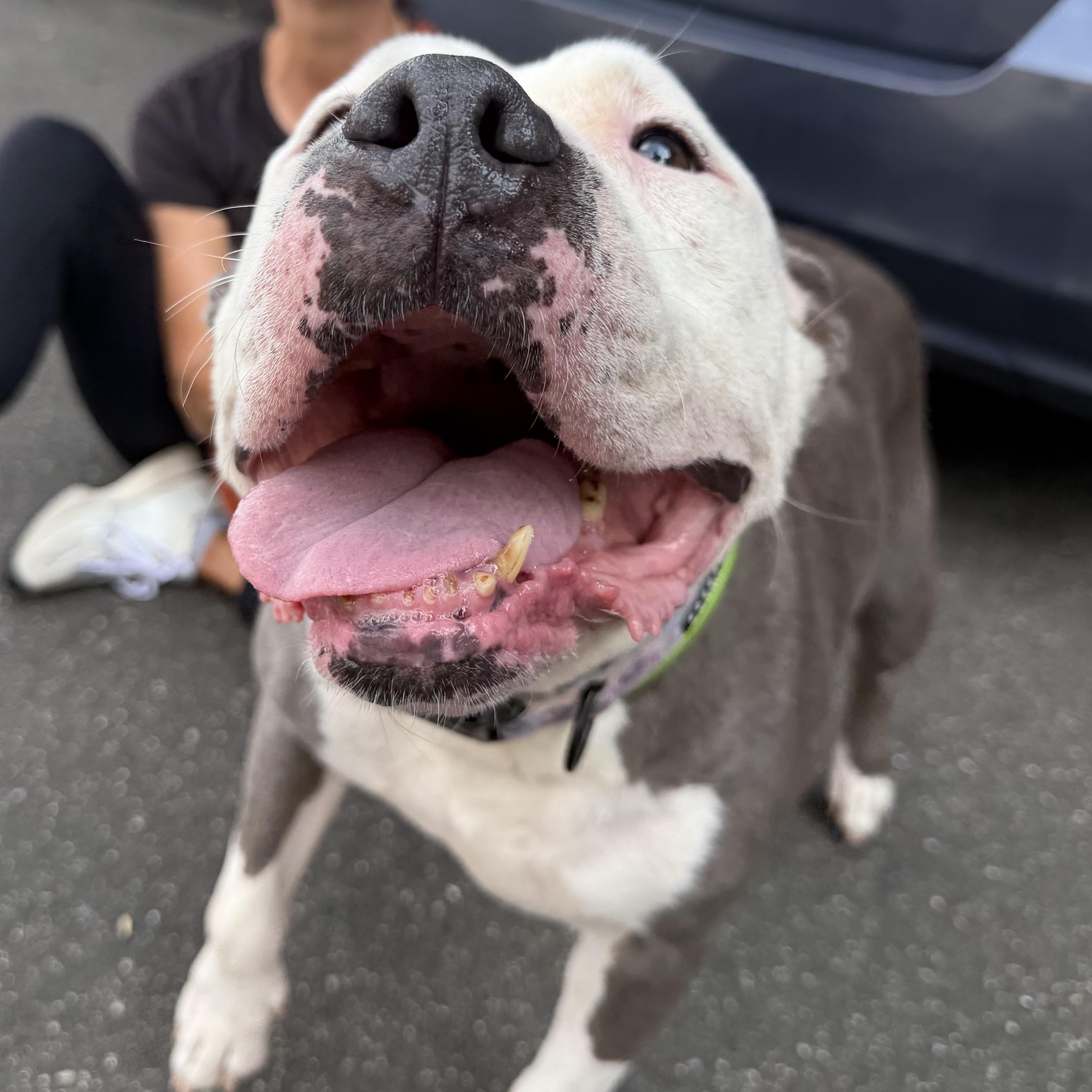 Skylar, adoptable, Senior Female Mixed Breed.