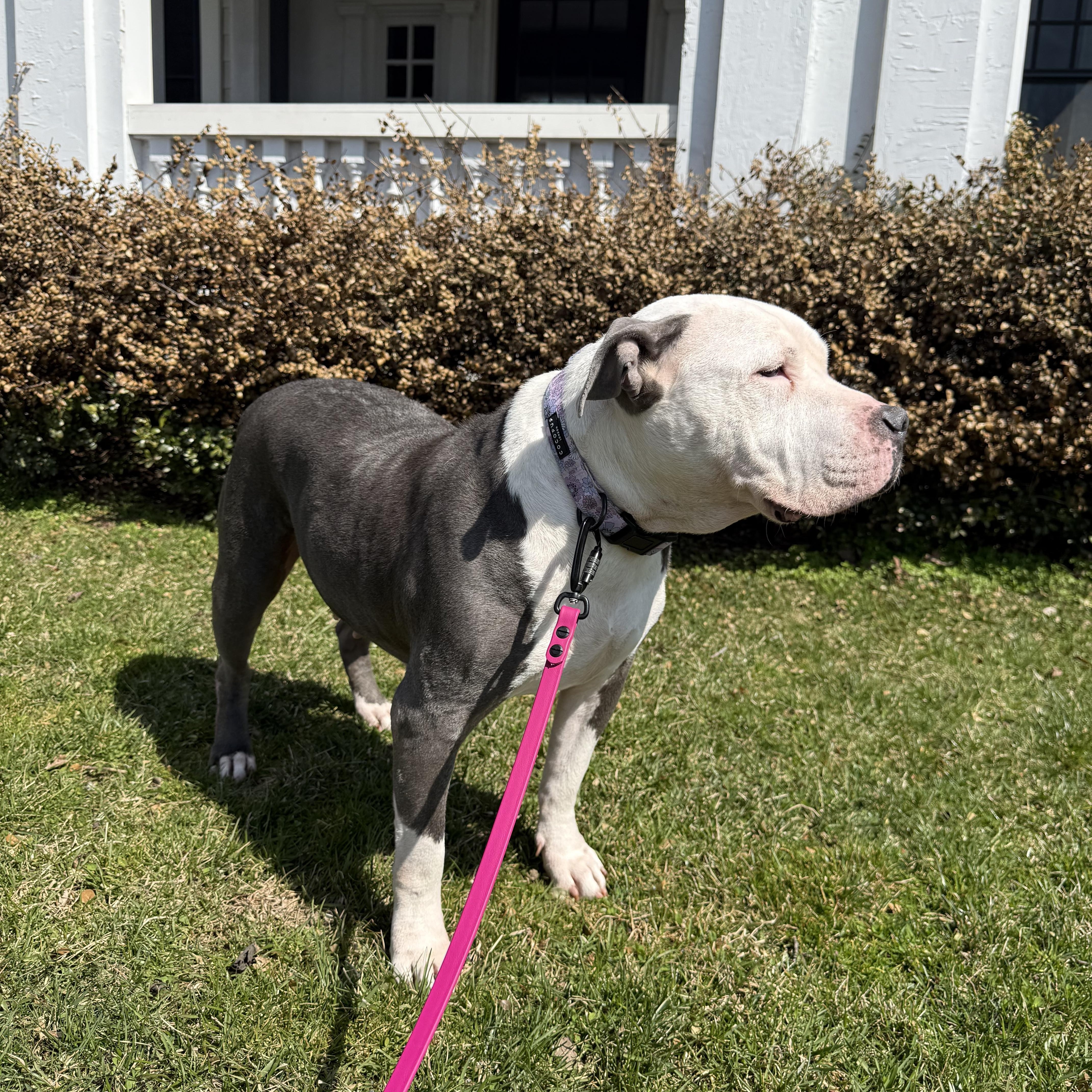 Enlarge Skylar, a ADOPTABLE mixed breed in Stamford, CT image 4/6