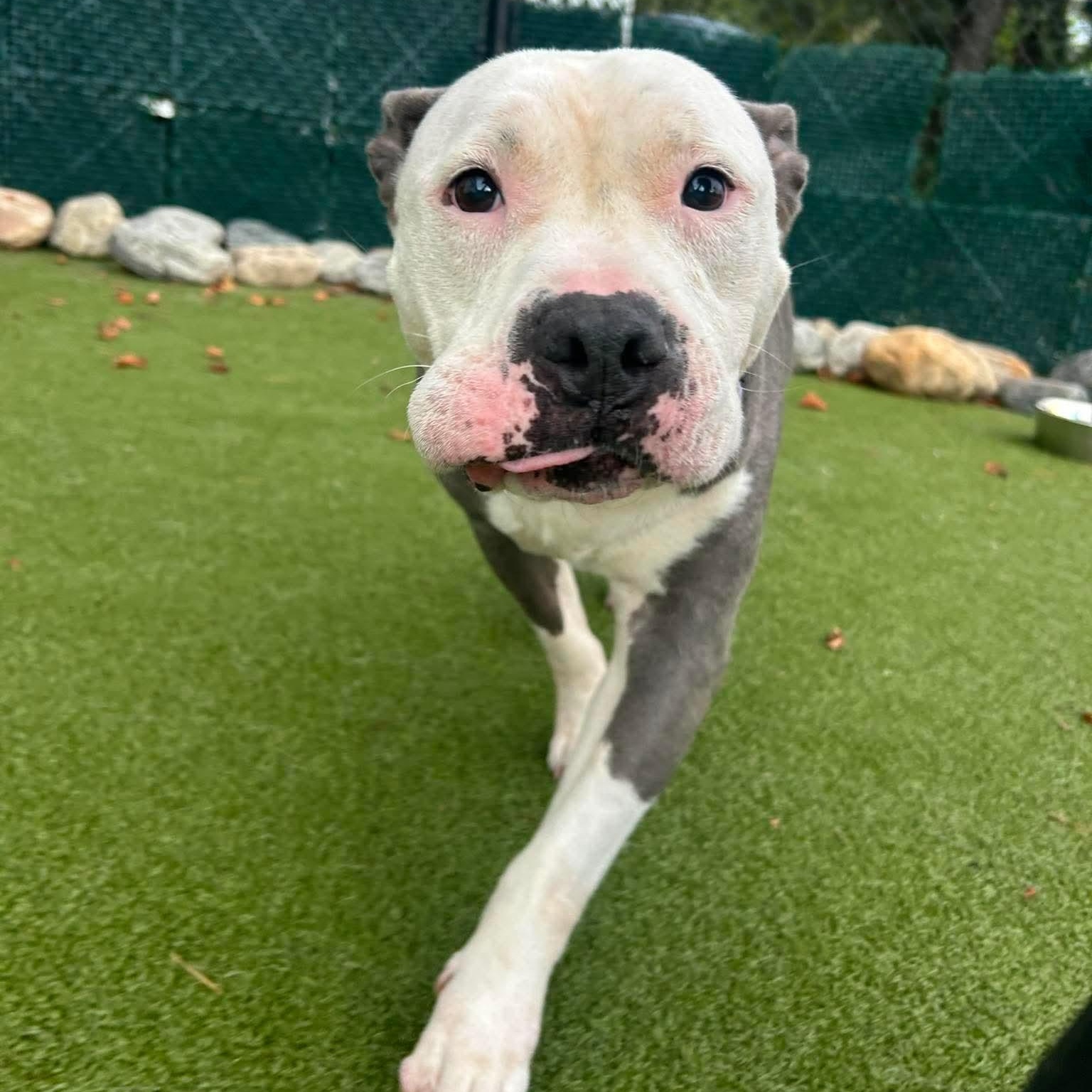 Skylar, an adoptable mixed breed in Stamford, CT image 6/6