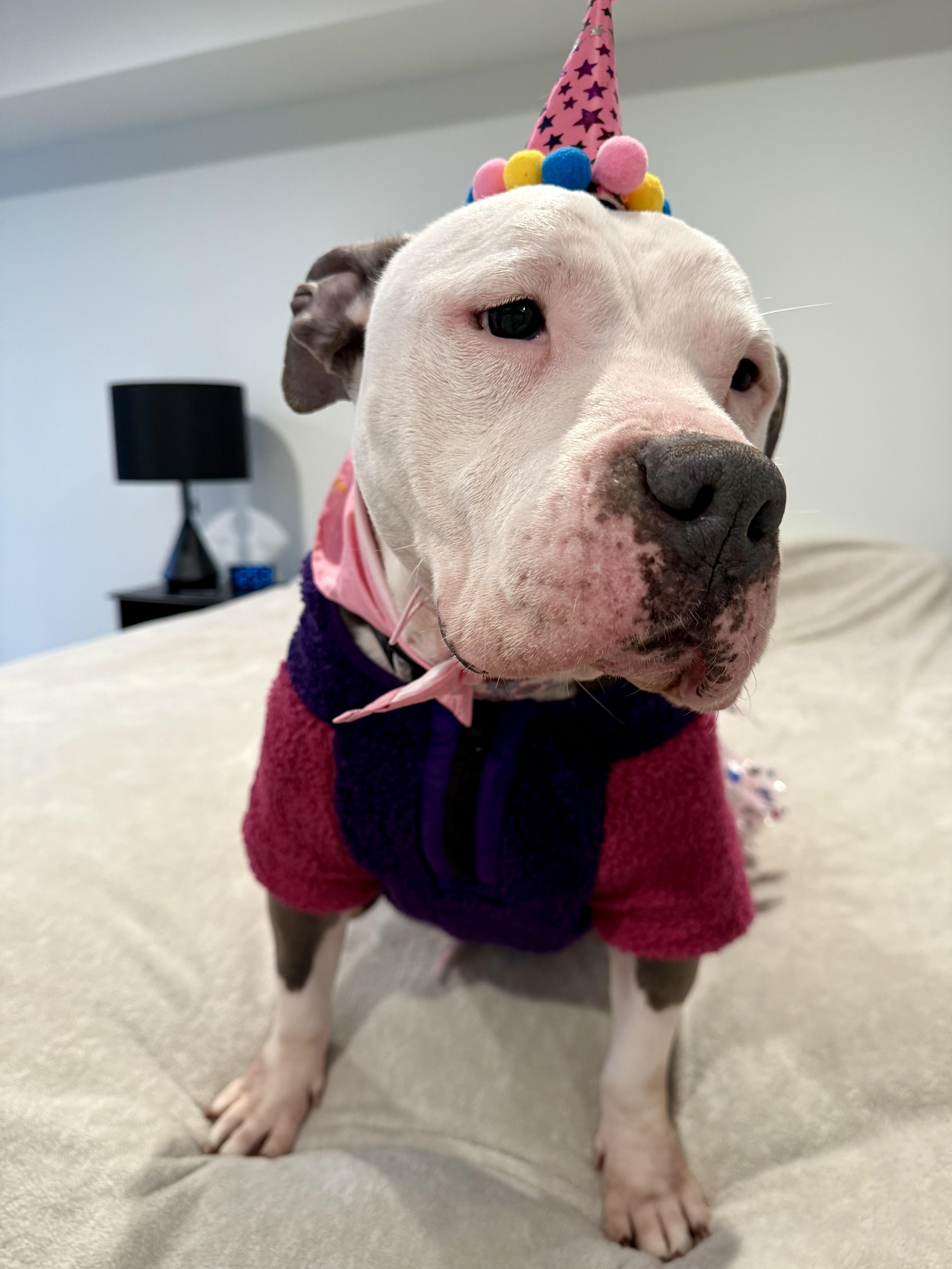 Enlarge Skylar, a ADOPTABLE mixed breed in Stamford, CT image 3/6