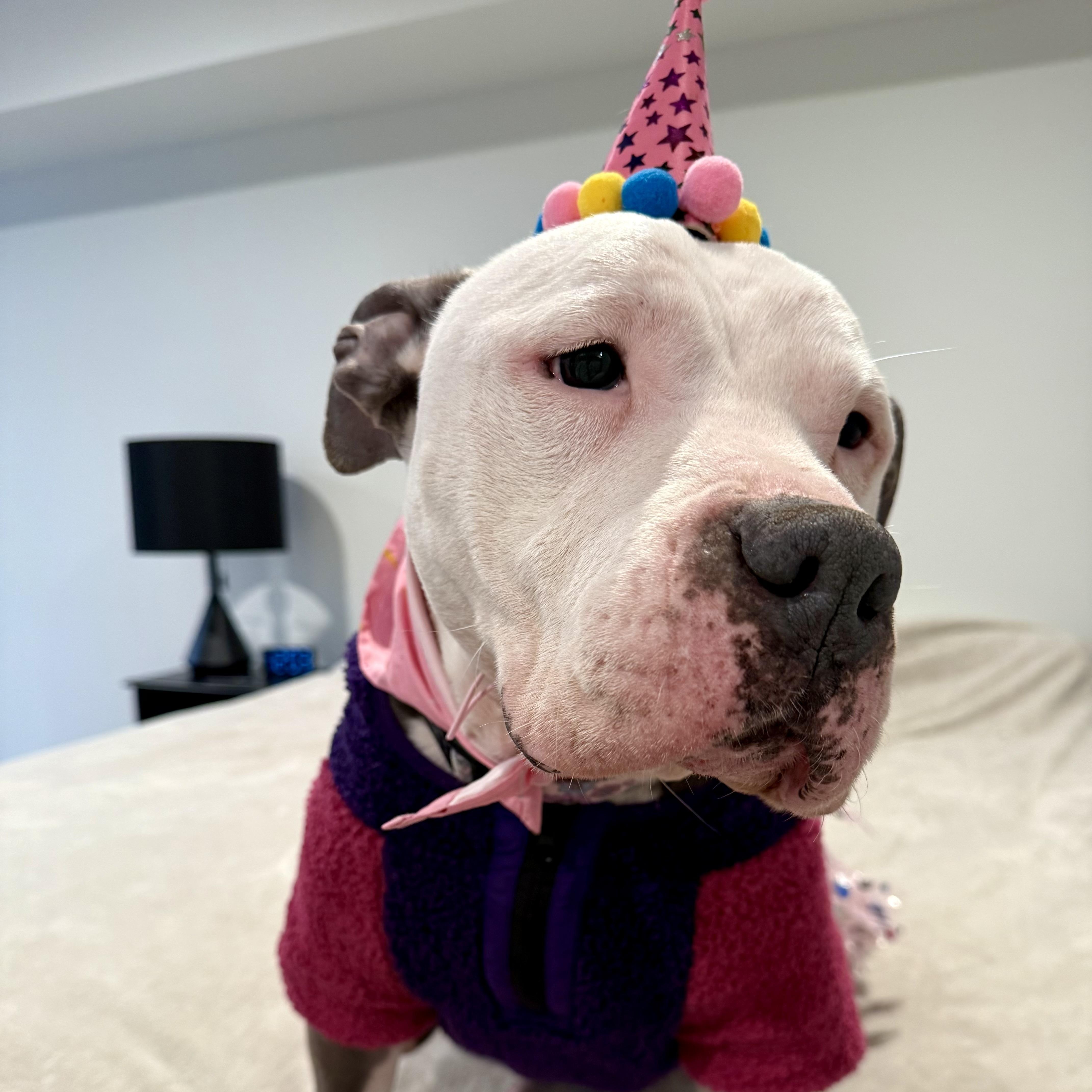 Skylar, an adoptable mixed breed in Stamford, CT image 4/6
