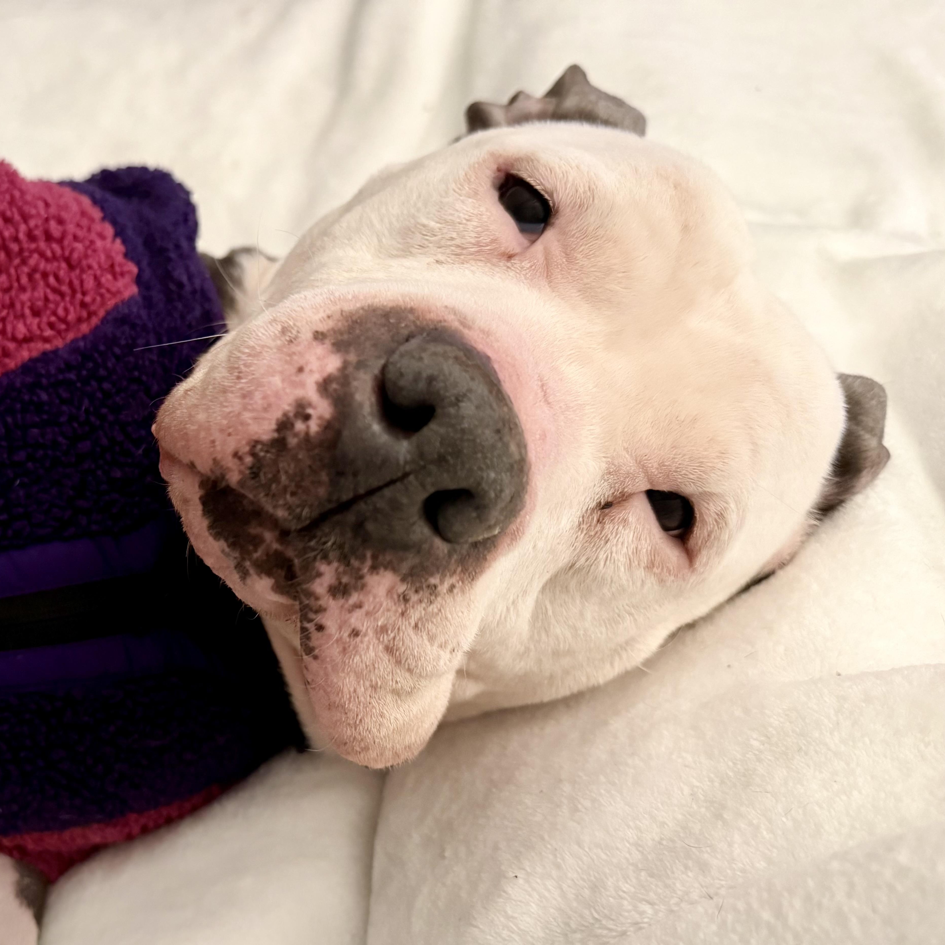Skylar, an adoptable mixed breed in Stamford, CT image 2/6