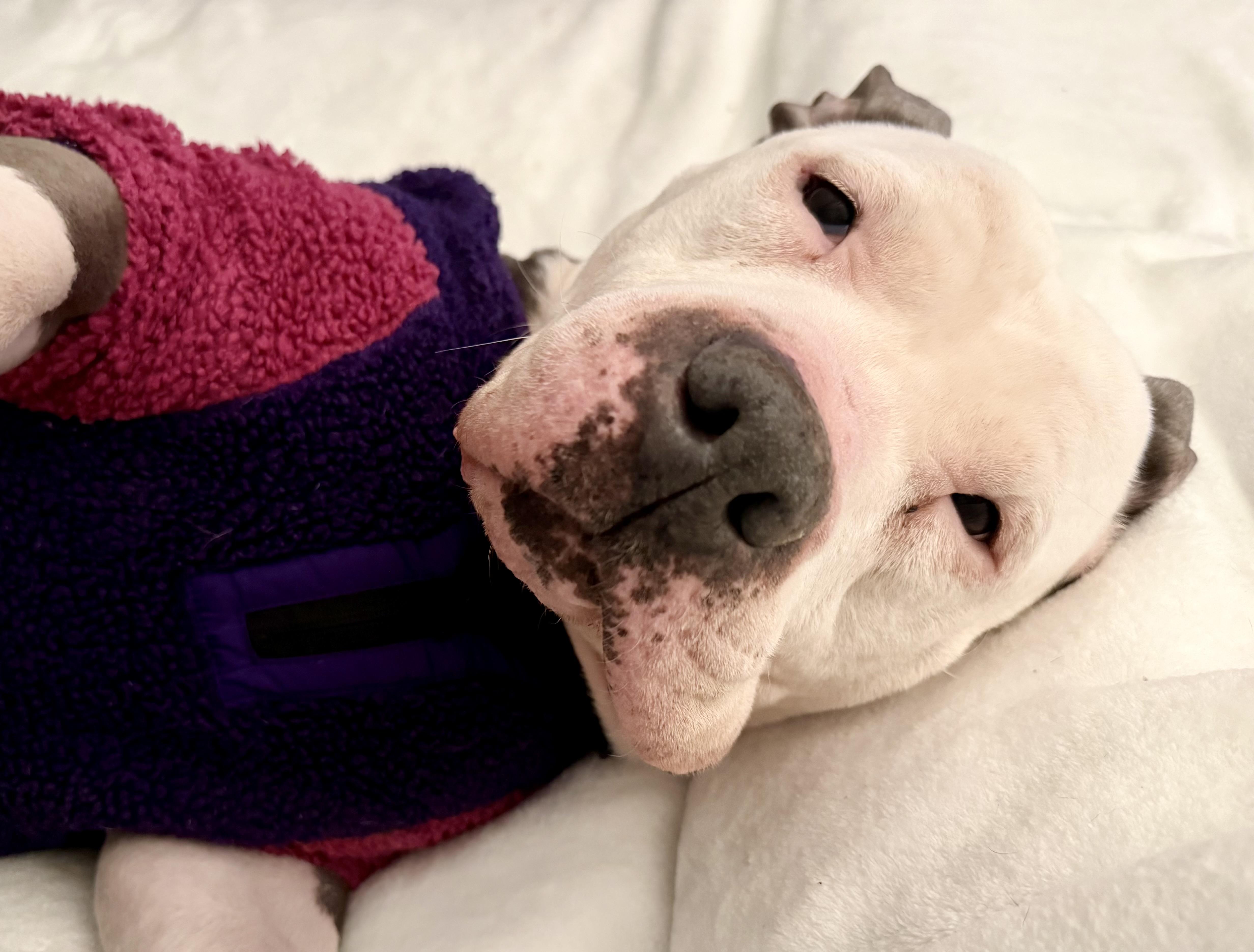 Enlarge Skylar, a ADOPTABLE mixed breed in Stamford, CT image 1/6