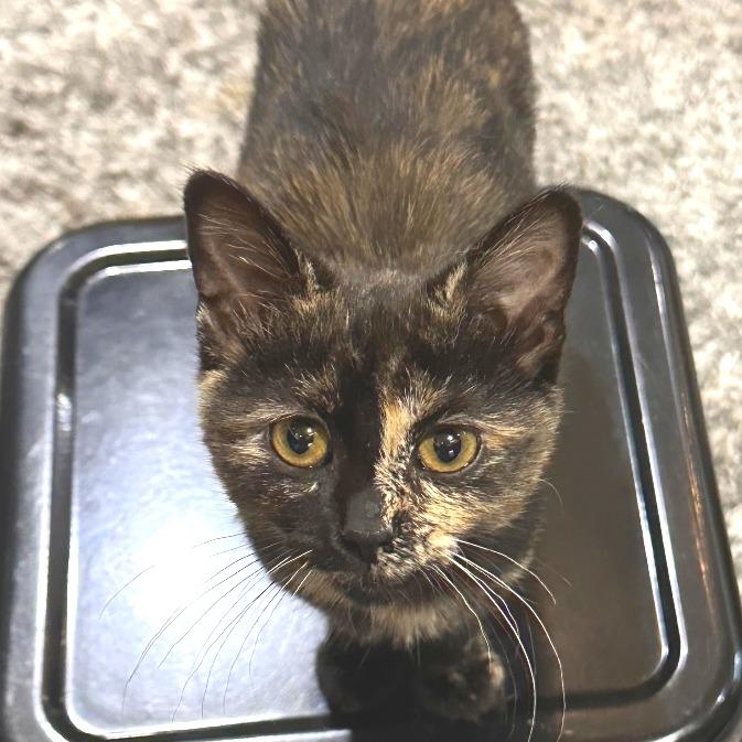 Bellisima, Adoptable, Young Female Domestic Short Hair.